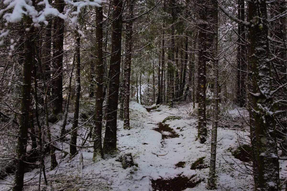 Stigen som går genom den delvis täta skogen. Snö här och där